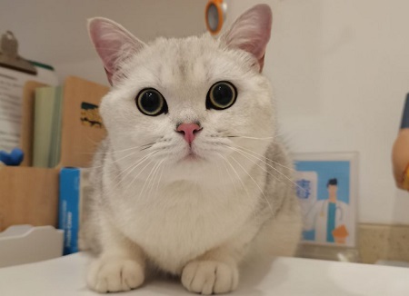 小猫拉稀是怎么回事？