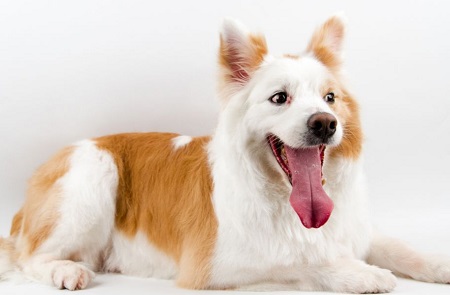 小狗多大可以吃狗粮？