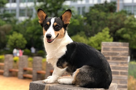 狗狗拉黑色便便是怎么回事？