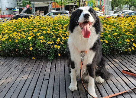 狗多长时间洗一次澡合适？