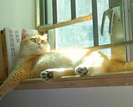 猫吐血怎么回事？