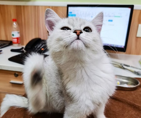 猫疫苗每年都要打吗？