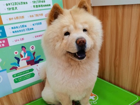 小狗拉稀呕吐不吃东西怎么办？