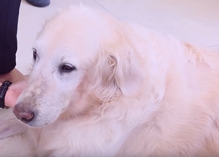 狗狗皮肤病掉毛怎么办？