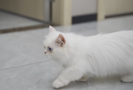 猫咪牙龈红肿口臭怎么治疗？