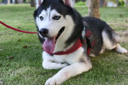 狗狗翻肠子熬几天能活？