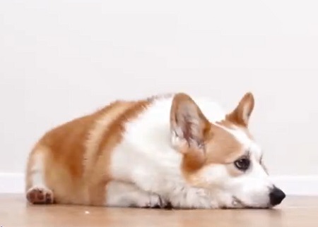 狗狗出生多久打第一针疫苗？