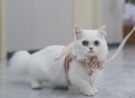 猫咪嘴角出现黑色结痂，怎么回事？