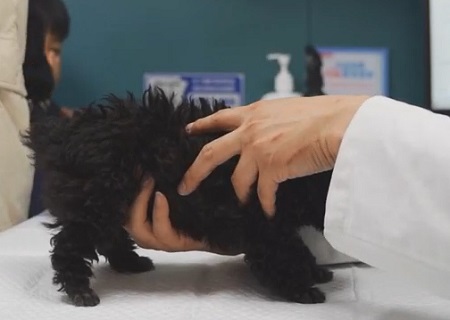 小狗为什么会发抖？