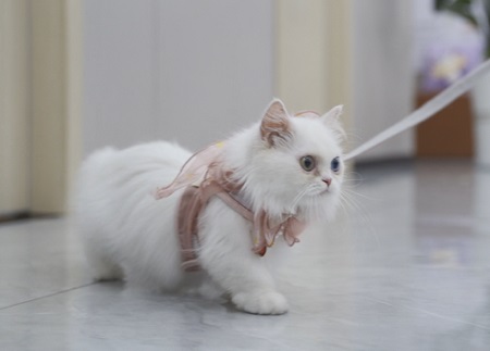 小猫肚子鼓鼓的怎么回事？