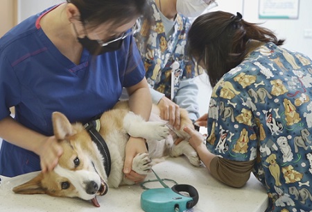 小狗打喷嚏是怎么回事？