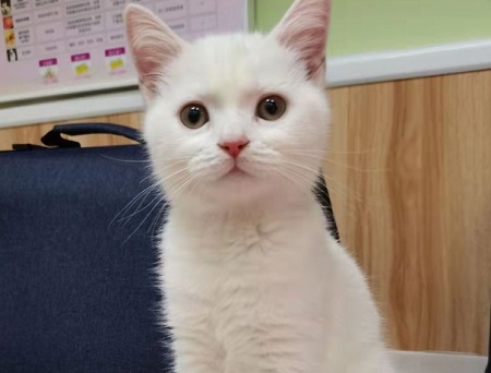 小猫流口水是什么原因？