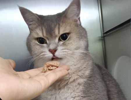 猫感冒打喷嚏吃什么药？