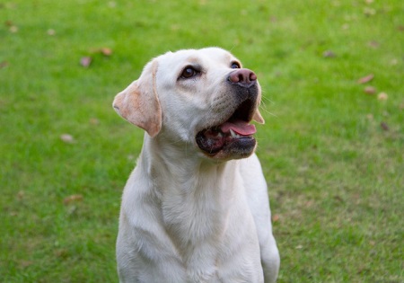 狗狗眼睛有点红，怎么回事？