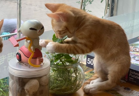 猫咪呕吐不吃东西是怎么回事？