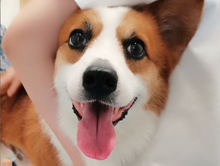 狗狗吃多了呕吐怎么办？