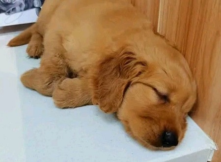 狗狗打完疫苗后的常见反应？