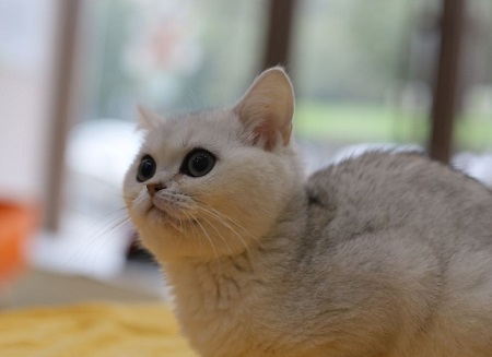 猫吐水了是什么原因？