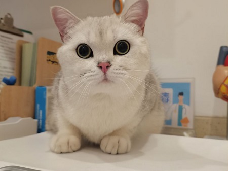 2个月小猫身上臭味怎么去除？