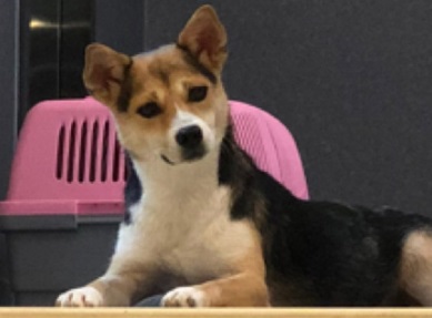 猫咪精神不振总趴着，怎么回事？