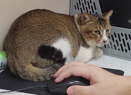 猫咪不绝育会怎么样？