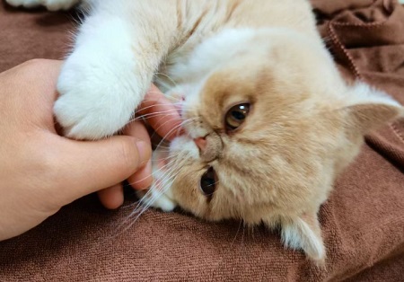 猫咪为什么会呕吐？